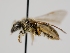  ( - OSAC_0001301712)  @11 [ ] CreativeCommons  Attribution (by) (2024) Pollinator Health Lab Oregon State University