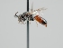  ( - OSAC_0001301780)  @11 [ ] CreativeCommons  Attribution (by) (2024) Pollinator Health Lab Oregon State University
