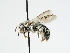 ( - OSAC_0001303051)  @11 [ ] CreativeCommons  Attribution (by) (2024) Pollinator Health Lab Oregon State University