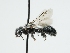  ( - OSAC_0001303041)  @11 [ ] CreativeCommons  Attribution (by) (2024) Pollinator Health Lab Oregon State University