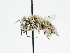  ( - OSAC_0001303053)  @11 [ ] CreativeCommons  Attribution (by) (2024) Pollinator Health Lab Oregon State University