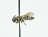  ( - OSAC_0001278646)  @11 [ ] CreativeCommons  Attribution (by) (2024) Pollinator Health Lab Oregon State University