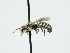  ( - OSAC_0001278663)  @11 [ ] CreativeCommons  Attribution (by) (2024) Pollinator Health Lab Oregon State University