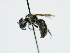  ( - OSAC_0001302649)  @11 [ ] CreativeCommons  Attribution (by) (2024) Pollinator Health Lab Oregon State University