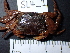 (Cristarma - SL4_1)  @11 [ ] Attribution by J. Groeneveld (2025) J. Groeneveld Oceanographic Research Institute