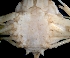  ( - ESS-B-1021)  @11 [ ] cc-by-sa (2024) Oceanographic Research Institute Oceanographic Research Institute