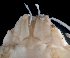 ( - ESS-B-1021)  @11 [ ] cc-by-sa (2024) Oceanographic Research Institute Oceanographic Research Institute