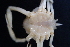  ( - ESS-B-1023)  @11 [ ] cc-by-sa (2024) Oceanographic Research Institute Oceanographic Research Institute