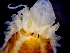  ( - ESS-B-1097)  @11 [ ] cc-by-sa (2024) Oceanographic Research Institute Oceanographic Research Institute