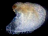  ( - ESS-B-1097)  @11 [ ] cc-by-sa (2024) Oceanographic Research Institute Oceanographic Research Institute