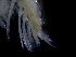  ( - ESS-B-1099)  @11 [ ] cc-by-sa (2024) Oceanographic Research Institute Oceanographic Research Institute