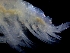  ( - ESS-B-1100)  @11 [ ] cc-by-sa (2024) Oceanographic Research Institute Oceanographic Research Institute