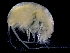  ( - ESS-B-1102)  @11 [ ] cc-by-sa (2024) Oceanographic Research Institute Oceanographic Research Institute