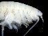  ( - ESS-B-1118)  @11 [ ] cc-by-sa (2024) Oceanographic Research Institute Oceanographic Research Institute