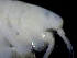  ( - ESS-B-1118)  @11 [ ] cc-by-sa (2024) Oceanographic Research Institute Oceanographic Research Institute