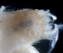  ( - ESS-B-1124)  @11 [ ] cc-by-sa (2024) Oceanographic Research Institute Oceanographic Research Institute