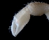  ( - ESS-B-1124)  @11 [ ] cc-by-sa (2024) Oceanographic Research Institute Oceanographic Research Institute