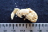  (Balsscallichirus - ESS-B-133)  @11 [ ] cc-by-sa (2024) Oceanographic Research Institute Oceanographic Research Institute