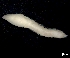  (Ophelia roscoffensis - ESS-B-144)  @11 [ ] cc-by-sa (2024) Oceanographic Research Institute Oceanographic Research Institute