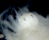  ( - ESS-B-18)  @11 [ ] cc-by-sa (2024) Oceanographic Research Institute Oceanographic Research Institute