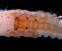  ( - ESS-B-242)  @11 [ ] cc-by-sa (2024) Oceanographic Research Institute Oceanographic Research Institute