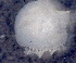  ( - ESS-B-359)  @11 [ ] cc-by-sa (2024) Oceanographic Research Institute Oceanographic Research Institute
