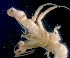  ( - ESS-B-544)  @11 [ ] cc-by-sa (2024) Oceanographic Research Institute Oceanographic Research Institute