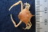  (Arcania septemspinosa - ESS-B-581)  @11 [ ] cc-by-sa (2024) Oceanographic Research Institute Oceanographic Research Institute