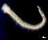  (Aglaophamus dibranchis - ESS-B-590)  @11 [ ] cc-by-sa (2024) Oceanographic Research Institute Oceanographic Research Institute