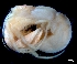  ( - ESS-B-978)  @11 [ ] cc-by-sa (2024) Oceanographic Research Institute Oceanographic Research Institute