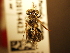  ( - BL442.2)  @11 [ ] CreativeCommons  Attribution (Briana Lindh) (2020) Briana Lindh Willamette University