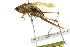  ( - BIOUG01999-H06)  @13 [ ] CreativeCommons - Attribution (2012) CBG Photography Group Centre for Biodiversity Genomics