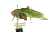  ( - BIOUG02000-A03)  @11 [ ] CreativeCommons - Attribution (2012) CBG Photography Group Centre for Biodiversity Genomics