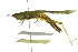  ( - BIOUG02000-B10)  @15 [ ] CreativeCommons - Attribution (2012) CBG Photography Group Centre for Biodiversity Genomics