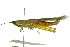  ( - BIOUG02000-C02)  @15 [ ] CreativeCommons - Attribution (2012) CBG Photography Group Centre for Biodiversity Genomics