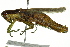  ( - BIOUG02000-F12)  @15 [ ] CreativeCommons - Attribution (2012) CBG Photography Group Centre for Biodiversity Genomics