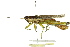  ( - BIOUG02000-G01)  @15 [ ] CreativeCommons - Attribution (2012) CBG Photography Group Centre for Biodiversity Genomics