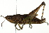  ( - BIOUG02001-A09)  @14 [ ] CreativeCommons - Attribution (2012) CBG Photography Group Centre for Biodiversity Genomics