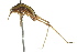  (Conocephalus gracillimus - BIOUG02002-G12)  @14 [ ] CreativeCommons - Attribution (2012) CBG Photography Group Centre for Biodiversity Genomics