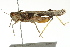  ( - BIOUG02004-C03)  @14 [ ] CreativeCommons - Attribution (2012) CBG Photography Group Centre for Biodiversity Genomics