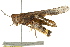  (Trimerotropini - BIOUG02004-C12)  @15 [ ] CreativeCommons - Attribution (2012) CBG Photography Group Centre for Biodiversity Genomics