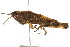 ( - BIOUG02004-F04)  @14 [ ] CreativeCommons - Attribution (2012) CBG Photography Group Centre for Biodiversity Genomics