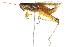  ( - BIOUG02004-F11)  @11 [ ] CreativeCommons - Attribution (2012) CBG Photography Group Centre for Biodiversity Genomics