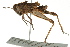  ( - BIOUG02004-G06)  @15 [ ] CreativeCommons - Attribution (2012) CBG Photography Group Centre for Biodiversity Genomics