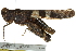  (Trimerotropis fontana - BIOUG01996-G06)  @15 [ ] CreativeCommons - Attribution (2012) CBG Photography Group Centre for Biodiversity Genomics