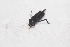  (Ripipterygidae - ORTH0042)  @11 [ ] No Rights Reserved (2024) Nico Bluthgen Technische Universitat Darmstadt