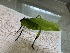  ( - ORTH0097)  @11 [ ] No Rights Reserved (2024) Nico Bluthgen Technische Universitat Darmstadt
