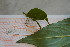  (Aegimia - ORTH0098)  @11 [ ] No Rights Reserved (2024) Nico Bluthgen Technische Universitat Darmstadt