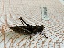  ( - ORTH0136_z)  @11 [ ] No Rights Reserved (2024) Nico Bluthgen Technische Universitat Darmstadt
