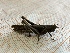  ( - ORTH0145w)  @11 [ ] No Rights Reserved (2024) Nico Bluthgen Technische Universitat Darmstadt